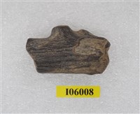 藏品(四不像(角)化石)的圖片